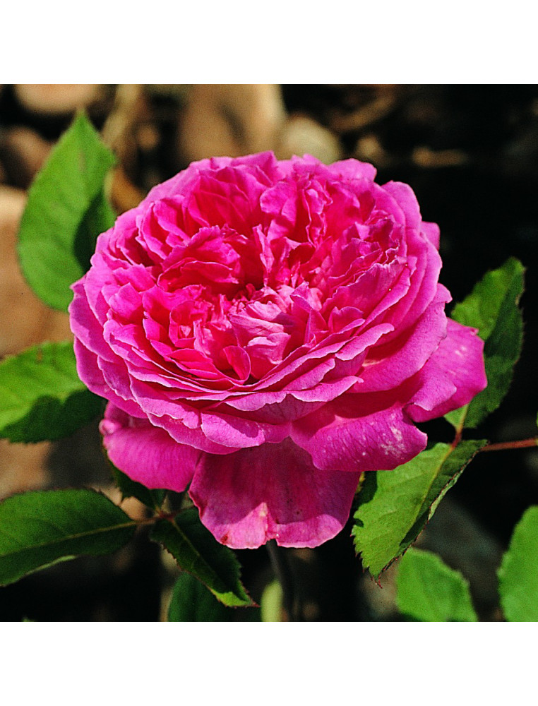 Comtesse de Leusse