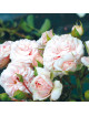 Rosier Fleurs Groupées Guillot® - Emile Garcin® - ©Roses Guillot®