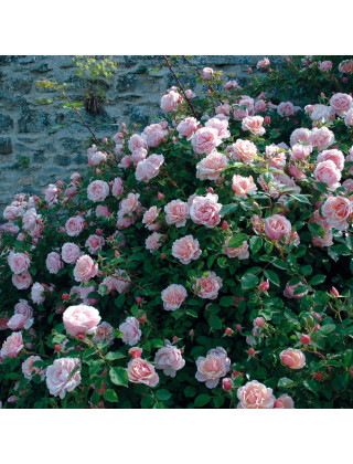 Rosier liane ancien - Albertine - ©Roses Guillot®