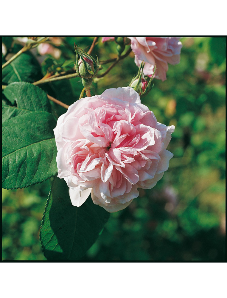 Rosier ancien - Fantin Latour