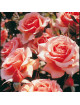 Rosier Terre des Roses® - Fragrant Apricot®