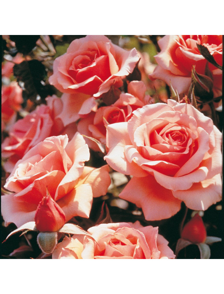 Rosier Terre des Roses® - Fragrant Apricot®