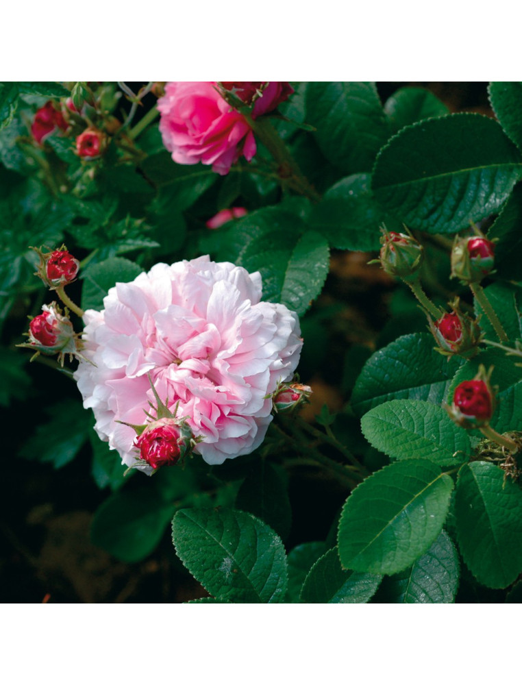Ispahan Ispahan