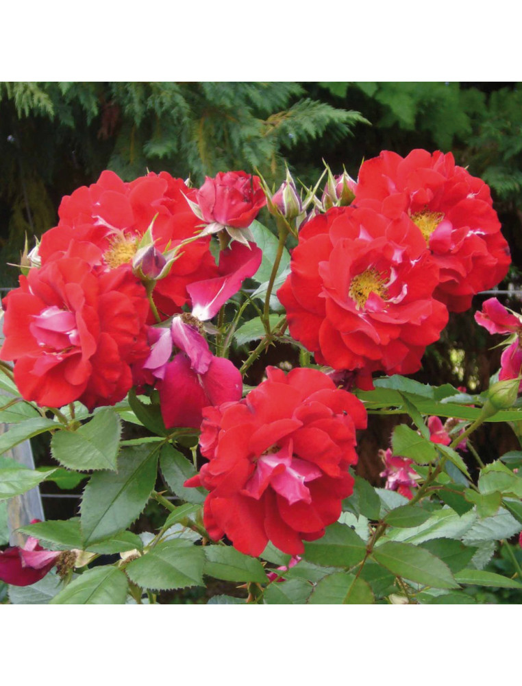 Rosier Terre des Roses® - Jardins fruitiers de Laquenexy®
