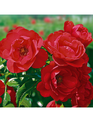 roses KADORA®