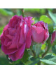 Mme Cordier