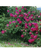 Rose de Provins - Rosa Gallica Officinalis - ©Roses Guillot® 