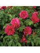 Rosier rugosa Hansa