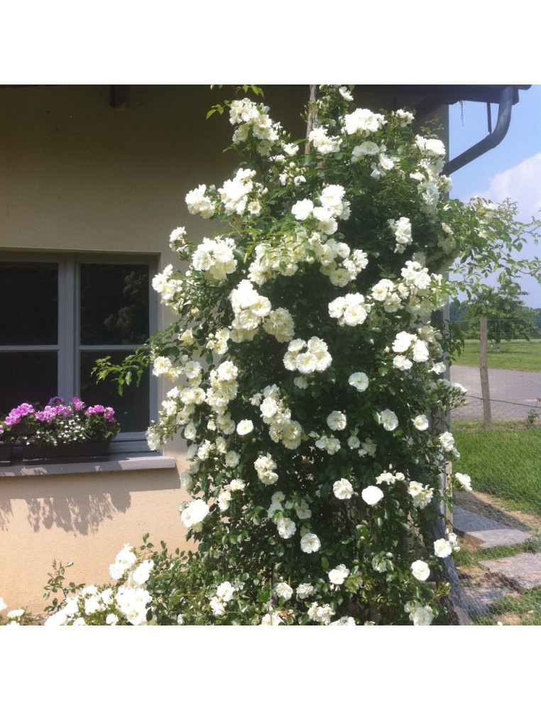 Opalia® grimpant Opalia® grimpant