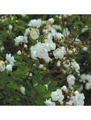 Rosier ancien Guillot® - Pâquerette - ©Roses Guillot®