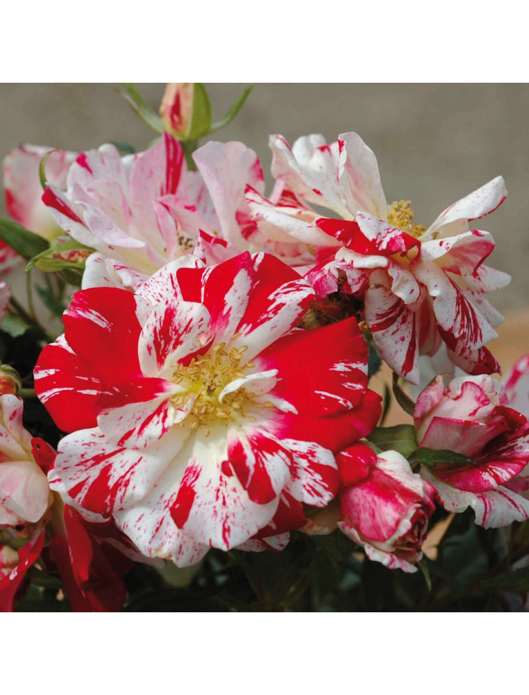 Rosier Terre des Roses® - Philippe Candeloro®