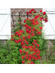 DECOROSIERS Vesuvia® grimpant