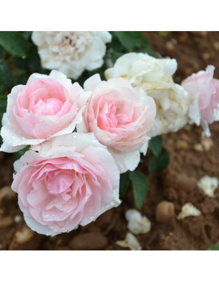 Rosier Terre des Roses® - Roses Mémoire de Montluc®