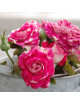 Rosier Terre des Roses® - Rose Valland