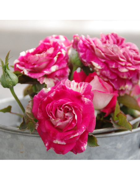 Rose Valland