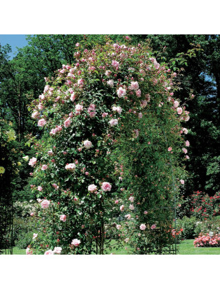 Rosier liane ancien - Albertine - ©Roses Guillot®