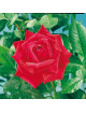 Rosier Guillot® Grandes Fleurs - Red Masterpiece®