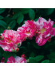 Rosier Ancien - Gallica Versicolor 