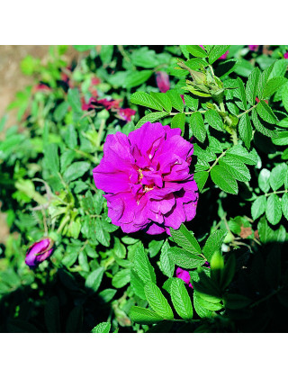 Rosier ancien - Rose à Parfum de l'Hay 