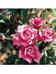 Rosier Terre des Roses® - Simply Marvelous!®