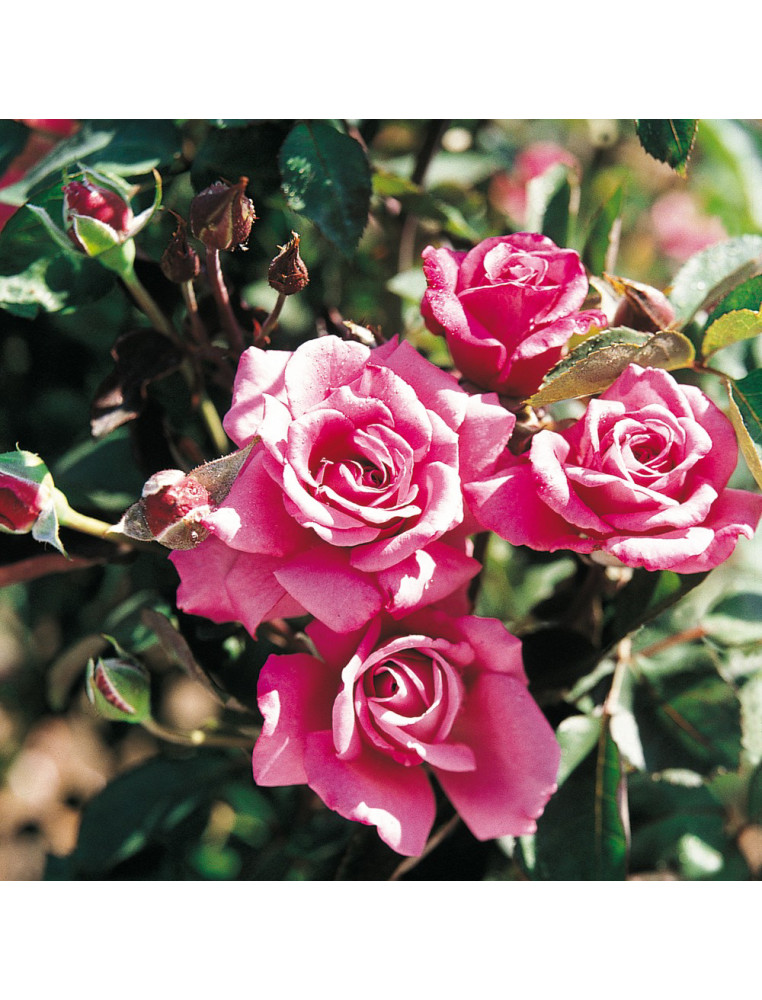 Rosier Terre des Roses® - Simply Marvelous!®