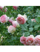Rosier grimpant - Pierre de Ronsard®