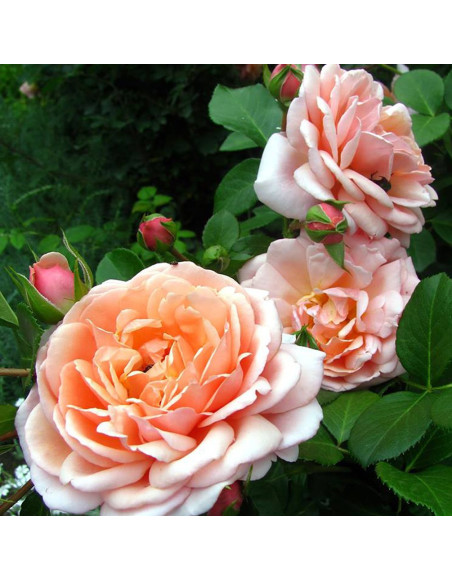Rosier Guillot® Générosa® - Elizabeth Stuart® - ©Roses Guillot®