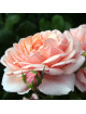 Rosier Guillot® Générosa® - Elizabeth Stuart® - ©Roses Guillot®