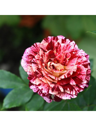 Rosier Terre des Roses® Guillot® - Belle d'Espinouse®