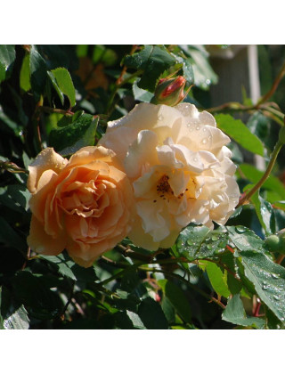 Rosier Ancien - Buff Beauty - ©Roses Guillot®