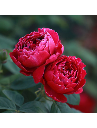 Rosier ancien -  Baron Girod de l'Ain - ©Roses Guillot®