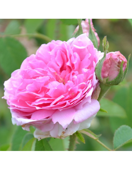 Rosier Ancien - Comte de Chambord