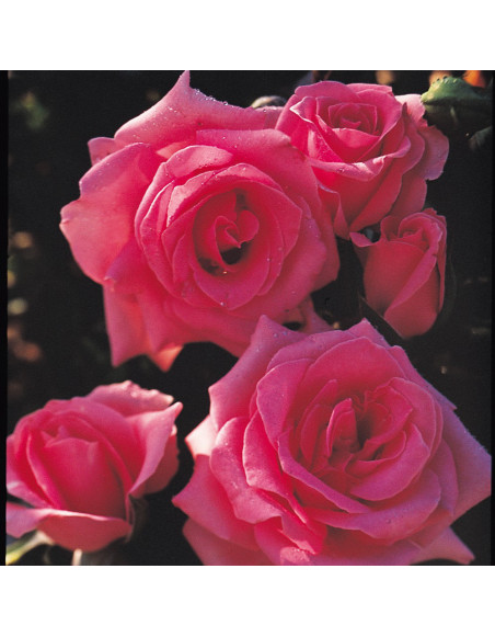 Ultimate Pink®