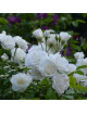 Rosier Fleurs groupées - Fée des neiges (Iceberg)