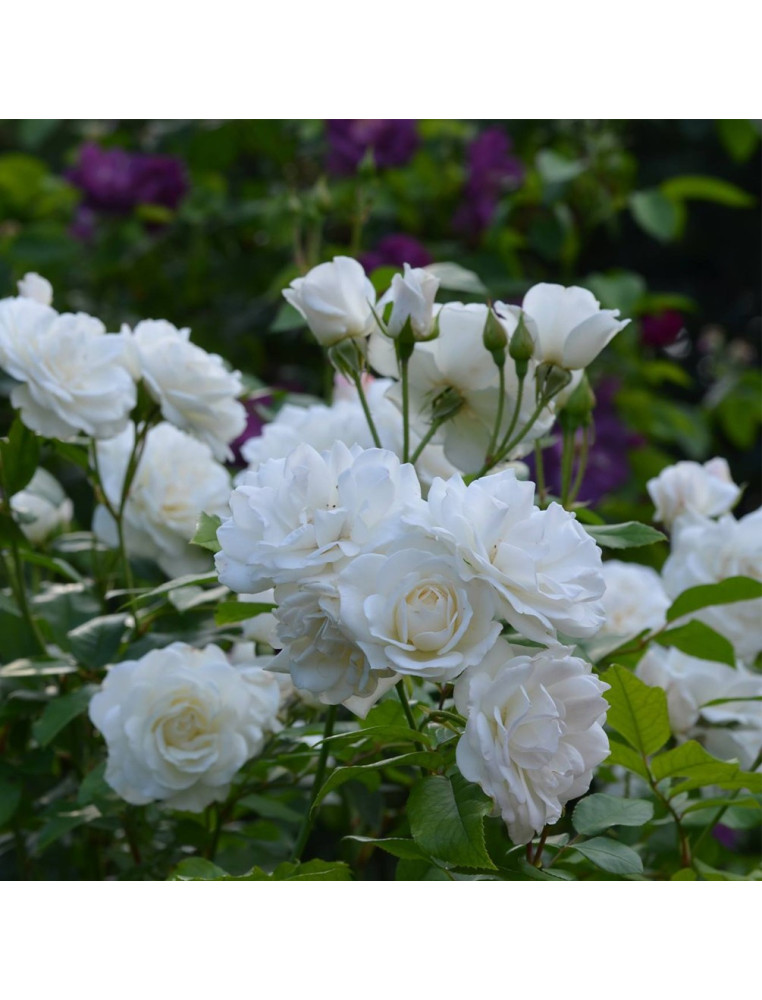 Rosier Fleurs groupées - Fée des neiges (Iceberg)