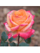 Hybrides de Thé Guillot® - Pascal Légitimus - ©Roses Guillot®