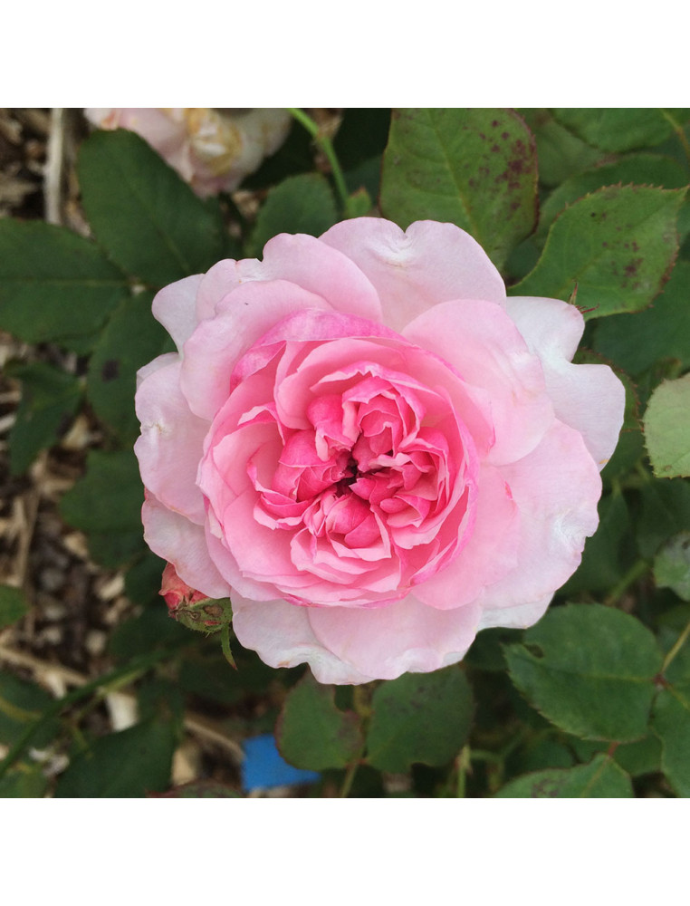 Rosier Guillot® Générosa® - Orsola Spinola®