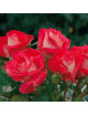 Rosier Hybride de Thé Guillot® - Ville de Villeurbanne - ©Roses Guillot®