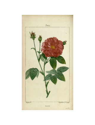 Rose de Provins -  Rosa Gallica Officinalis - ©Roses Guillot® 