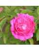Rosier ancien - Rose des peintres