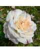 Rosier ancien Céline Forestier