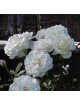 Rosier Fleurs groupées Guillot® - Fabulous!® - ©Roses Guillot®