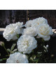 Rosier Terre des Roses® - Fabulous!® - ©Roses Guillot®
