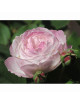 Rosier ancien - Mme Pierre Oger - Roses Guillot®