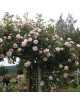 Rosier liane ancien - New Dawn - ©Roses Guillot®