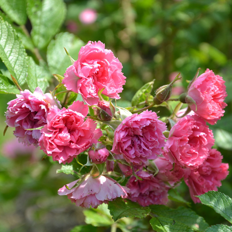 Rosier ancien - Pink Grootendorst - ©Roses Guillot®
