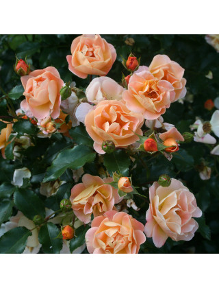 Roses DECOROSIERS Calizia®