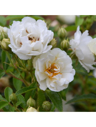 Rosier ancien - Yvonne Rabier - ©Roses Guillot®