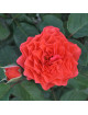 zoom rosier Eclat de Corail