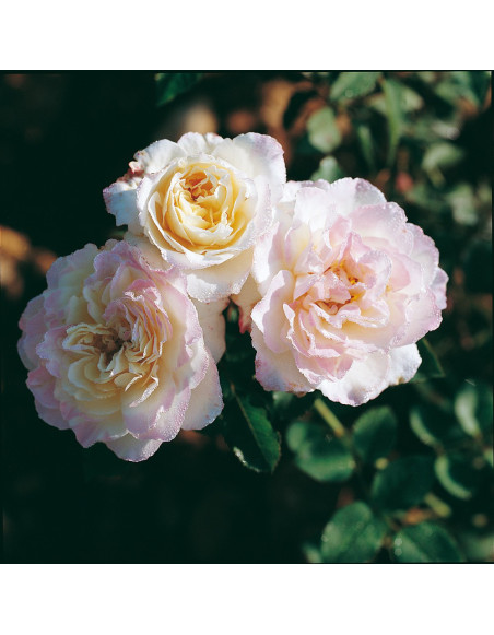 Rosier Guillot® Générosa® - Aurore de Jacques-Marie®